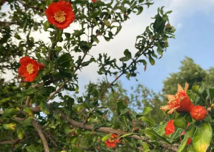 Hébergement de vacances Lotus House