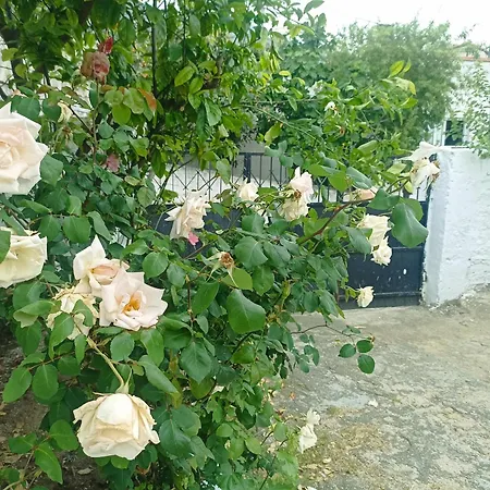 Lotus House Soke