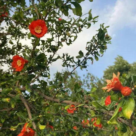 Holiday home Lotus House